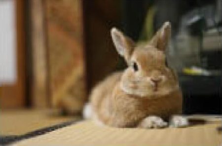 なおこさん家のもかくん