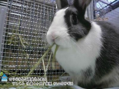 のり@わんこ商会さん家のうしちゃん