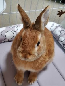 ちーくんママさん家のちびまるくん