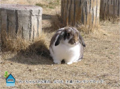 みーちゃんさん家のぷらむちゃん
