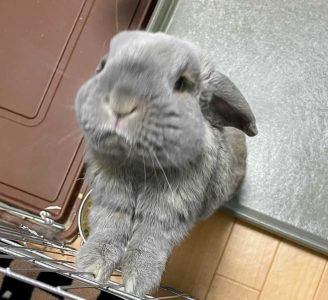 ミニうささん家のげんきくん