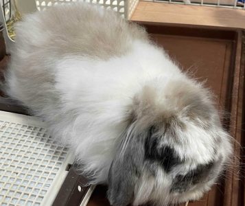 ミニうささん家のゆうきくん