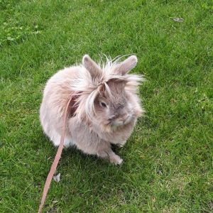 tokebiさん家のリオくん