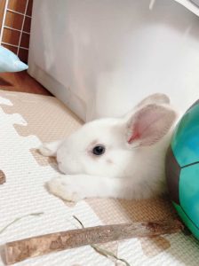 いっこさん家のおもちくん