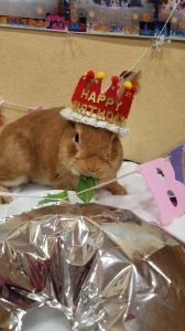 あやくまさん家の茶々丸くん