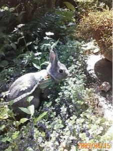 みかんさん家のとんすけくん