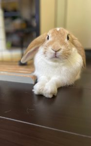 トモさん家のラピ丸くん