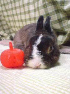 かよさん家のニョニョちゃん