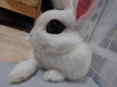 ほたてままさん家のほたてちゃん