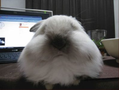 チャイの飼主さん家のチャイくん