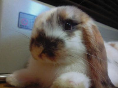 bonze_hさん家のGULL（ガル･我流）ちゃん