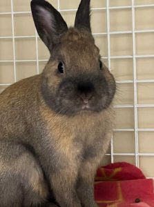 もぐりんさん家のあんこくん