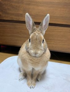 ウィニーさん家のひなたちゃん