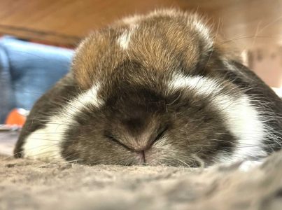 bobbyrickさん家のちくわくん