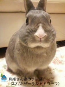 月姫さん家のチーズちゃん