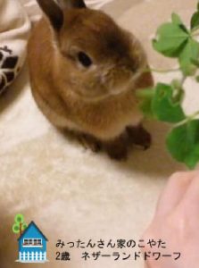 みったんさん家のこやたちゃん