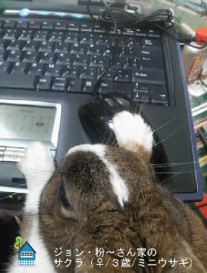 ジョン･粉～さん家のサクラちゃん