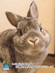 leoleoさん家のグレちゃん