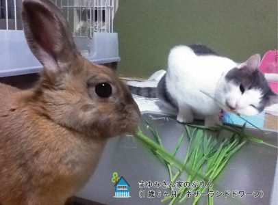 まゆみさん家のぷりんちゃん