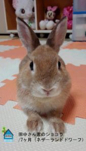 田中さん家のショコラちゃん