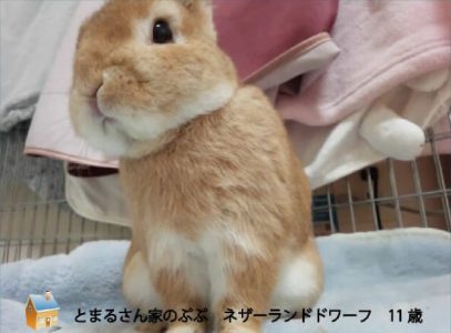 とまるさん家のぷぷちゃん