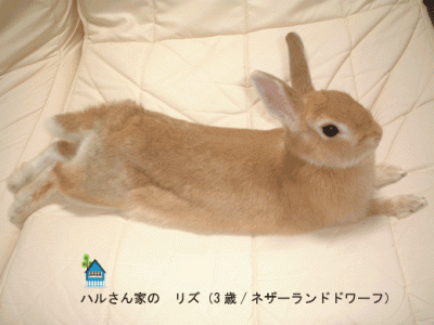 ハルさん家のリズちゃん