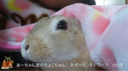 あーちゃんさん家のちょこちゃん