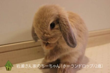 岩瀬さん家のちーちゃん