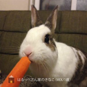 はるっぺさん家のきなこちゃん