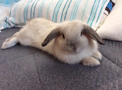 とっきさん家のももちゃん