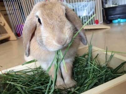 serinaさん家のらびりんちゃん