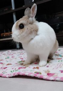 GRAY&MAYさん家のGUMGUMちゃん