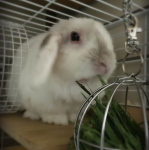 しゃぼんさん家のかこちゃん