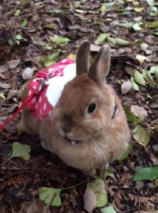 Laviさん家のらびちゃん