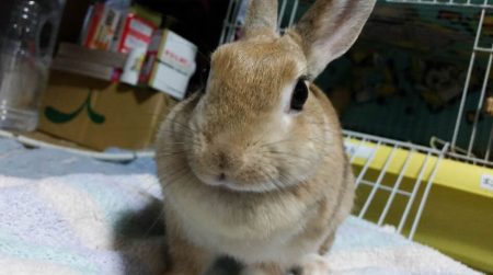 makoさん家のエアロちゃん