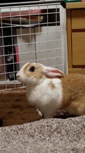 愛ラブ長渕さん家のポーちゃん