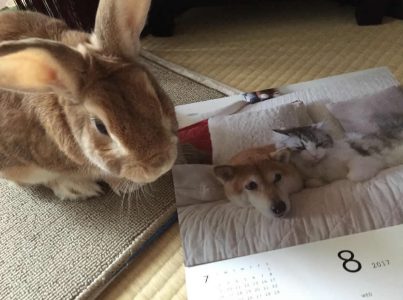 吉田さん家の侍三郎ちゃん