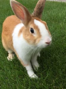 柴崎さん家の卯櫻奴（うさやっこ）ちゃん