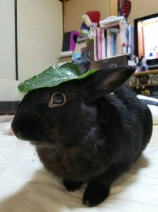 梅吉パパさん家の梅吉ちゃん