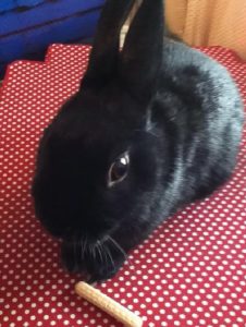 ユピさん家のぷぅちゃん