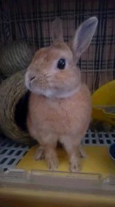 ラムmamaさん家のラムちゃん