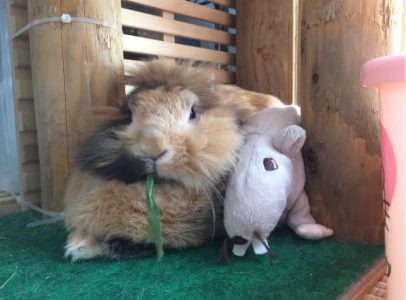 タッチさん家のミケちゃん