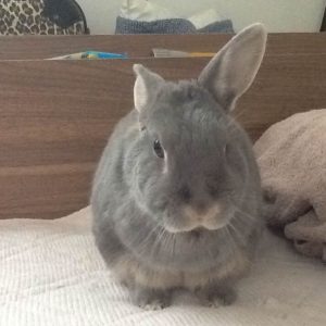 石塚陽子さん家のコタくん