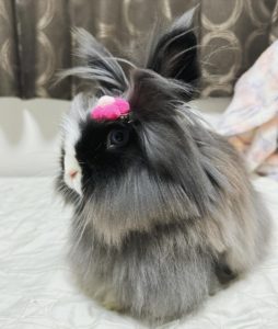 森本さん家のファベルジェちゃん