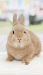 Ange_lapinさん家のGeléeくん