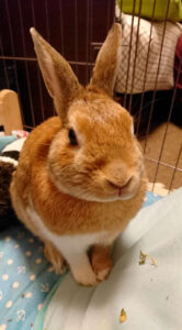 大濱鉄平さん家のぴょん吉くん