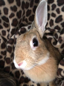 戸松 誠さん家のこむぎちゃん