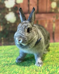 あーちゃんさん家のももちゃん