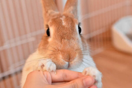 みけさん家のまれちゃん