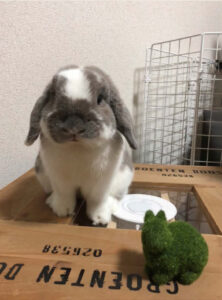 Kさん家のみたらしくん